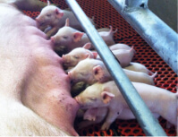 繁殖農場と肥育農場を分け、豚の管理も分離