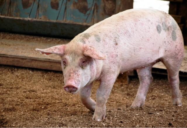 品種は三種の血統の混じったLWB