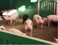 離乳舎で7週過ごした後、開放式の肥育舎へ移動